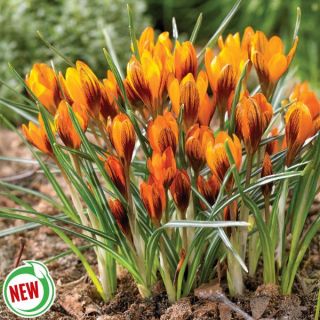 Orange Monarch Snow Crocus Thumbnail
